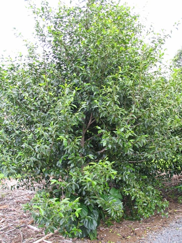 Amy Greenwell Ethnobotanical Garden