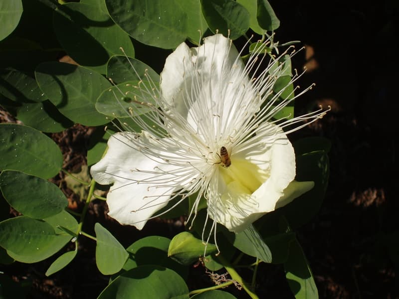 Visit | Amy Greenwell Ethnobotanical Garden