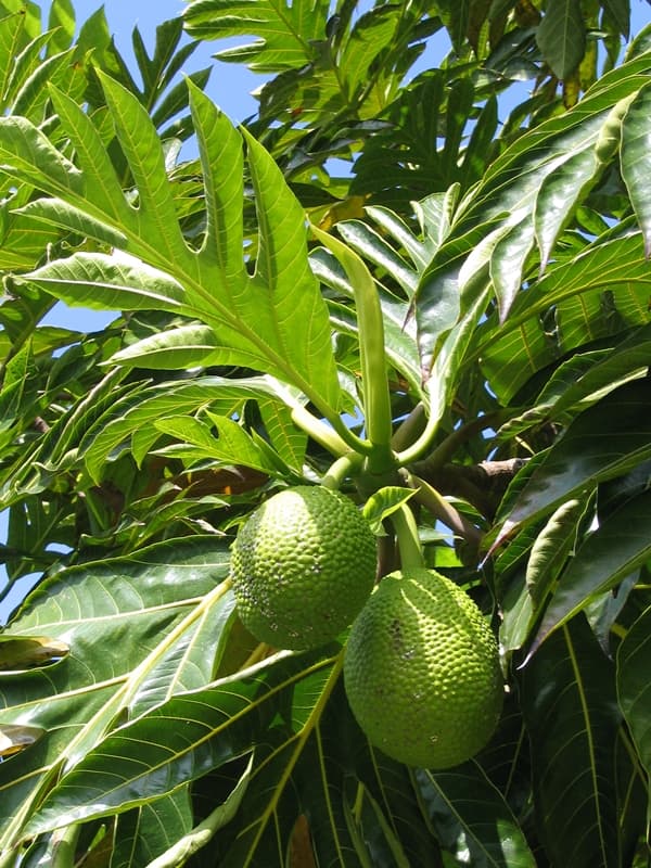 Visit | Amy Greenwell Ethnobotanical Garden
