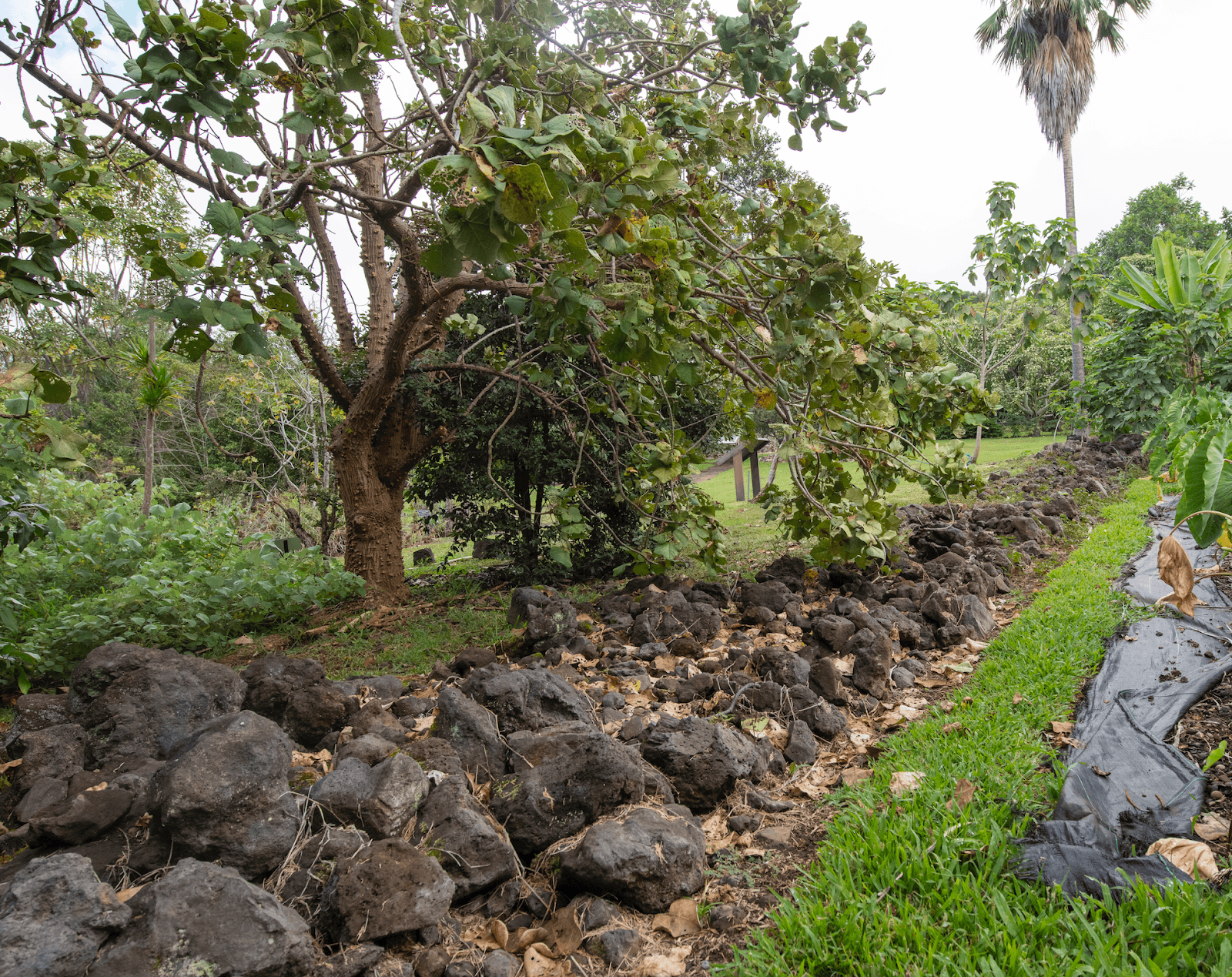 Amy Greenwell Ethnobotanical Garden in Captain Cook Hi