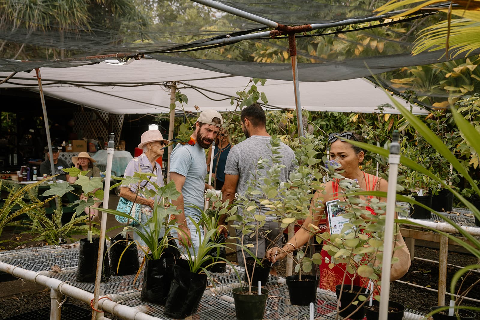 Native Hawaiian plants available for sale