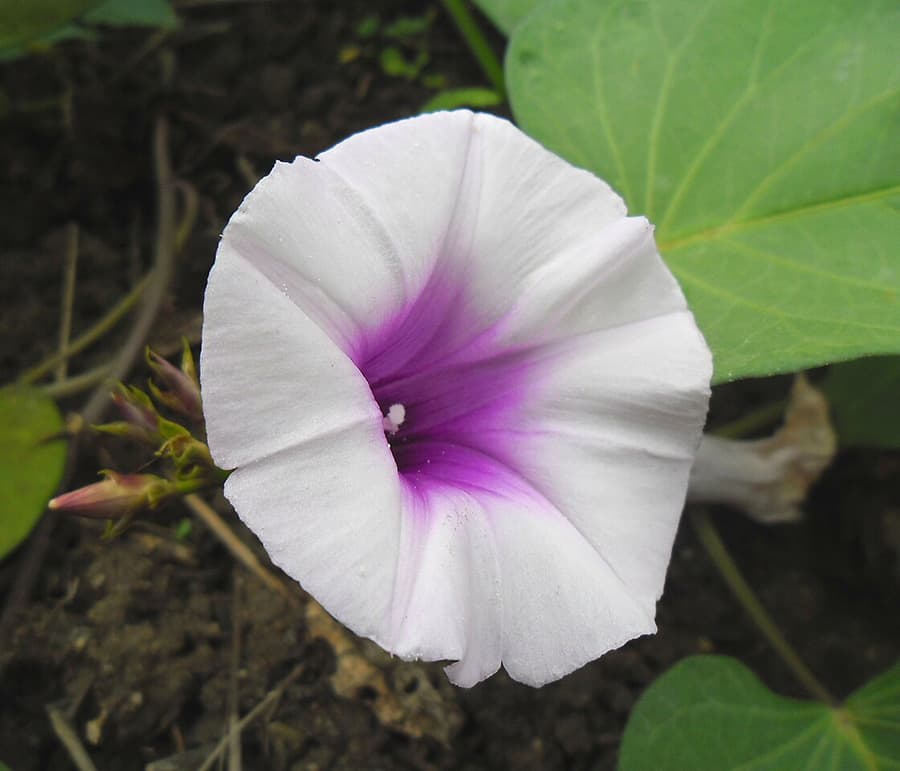 ʻUala illustration