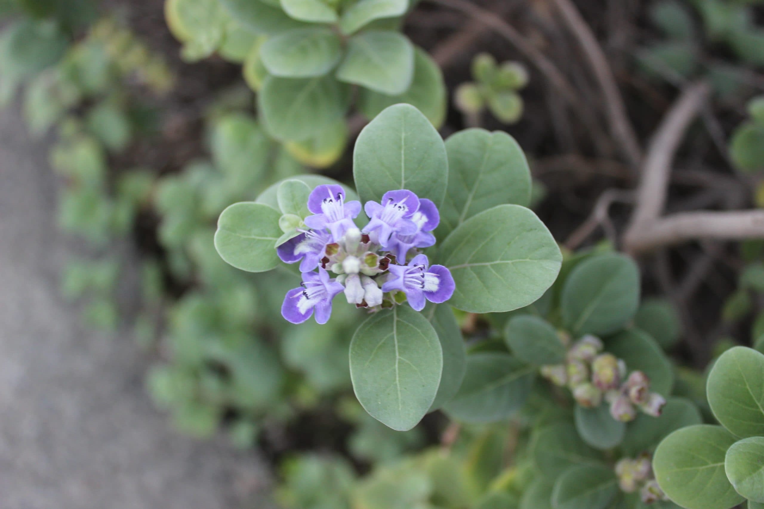 Pōhinahina illustration